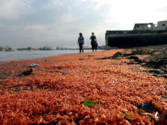 Чилийские пляжи приобрели кровавый цвет из-за тысяч мертвых креветок