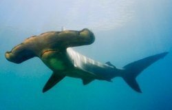 Пьяный серб случайно убил акулу в Шарм-эль-Шейхе