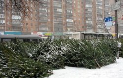 Украинцам продают елки из Чернобыля